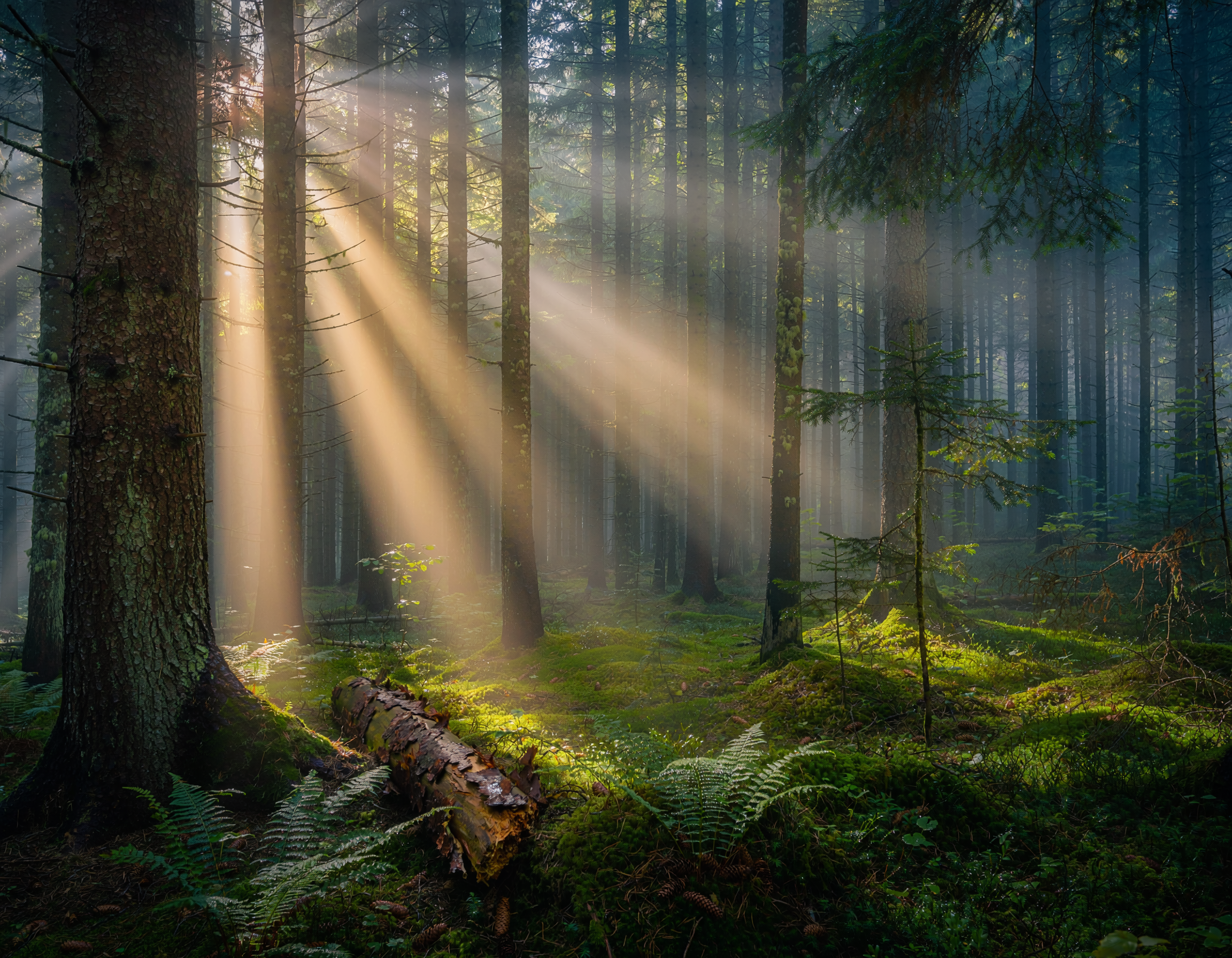 Light through the forest